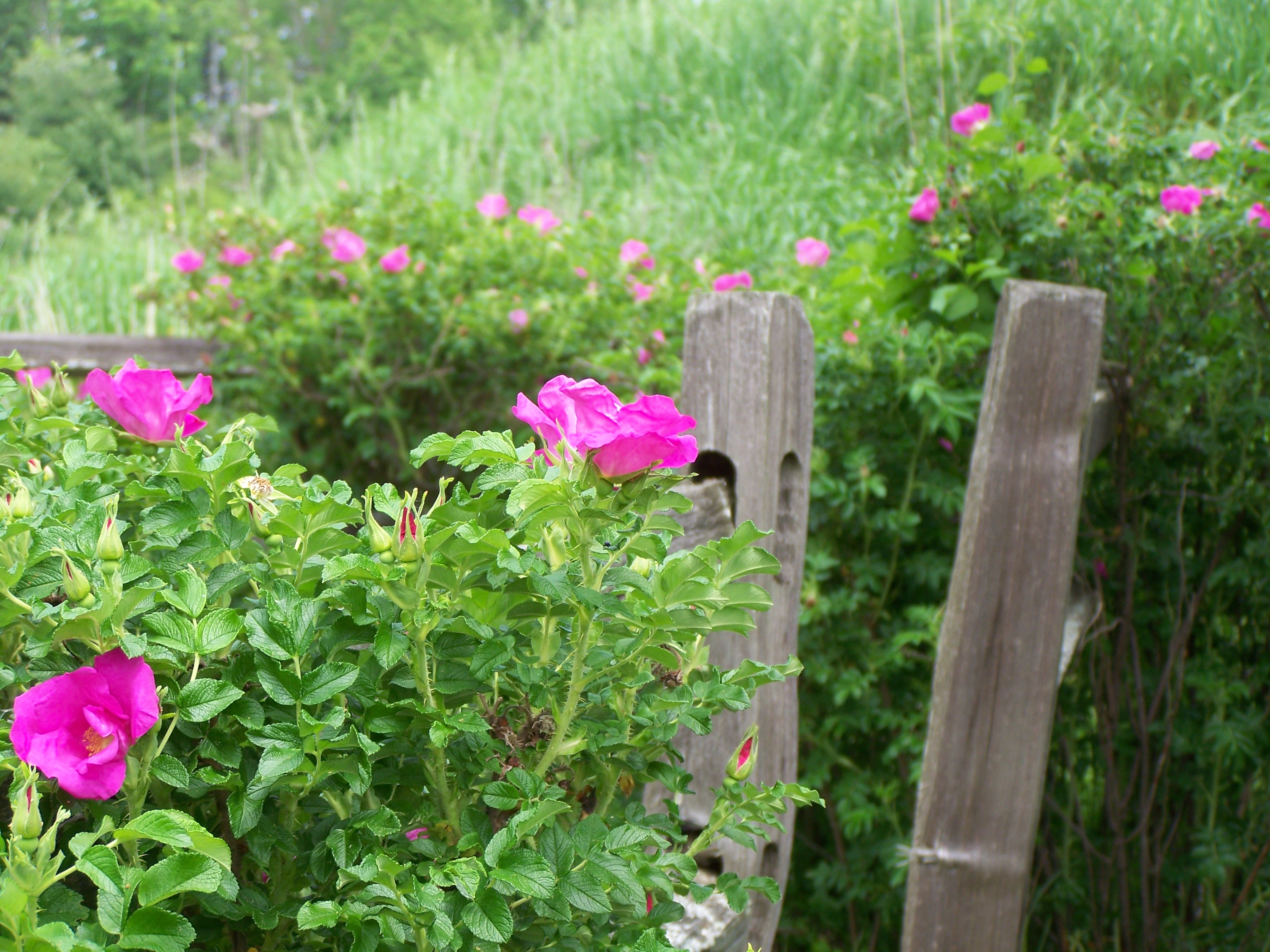 Flowers | Near Lake George | Adirondacks | Saratoga Farmstead B&B