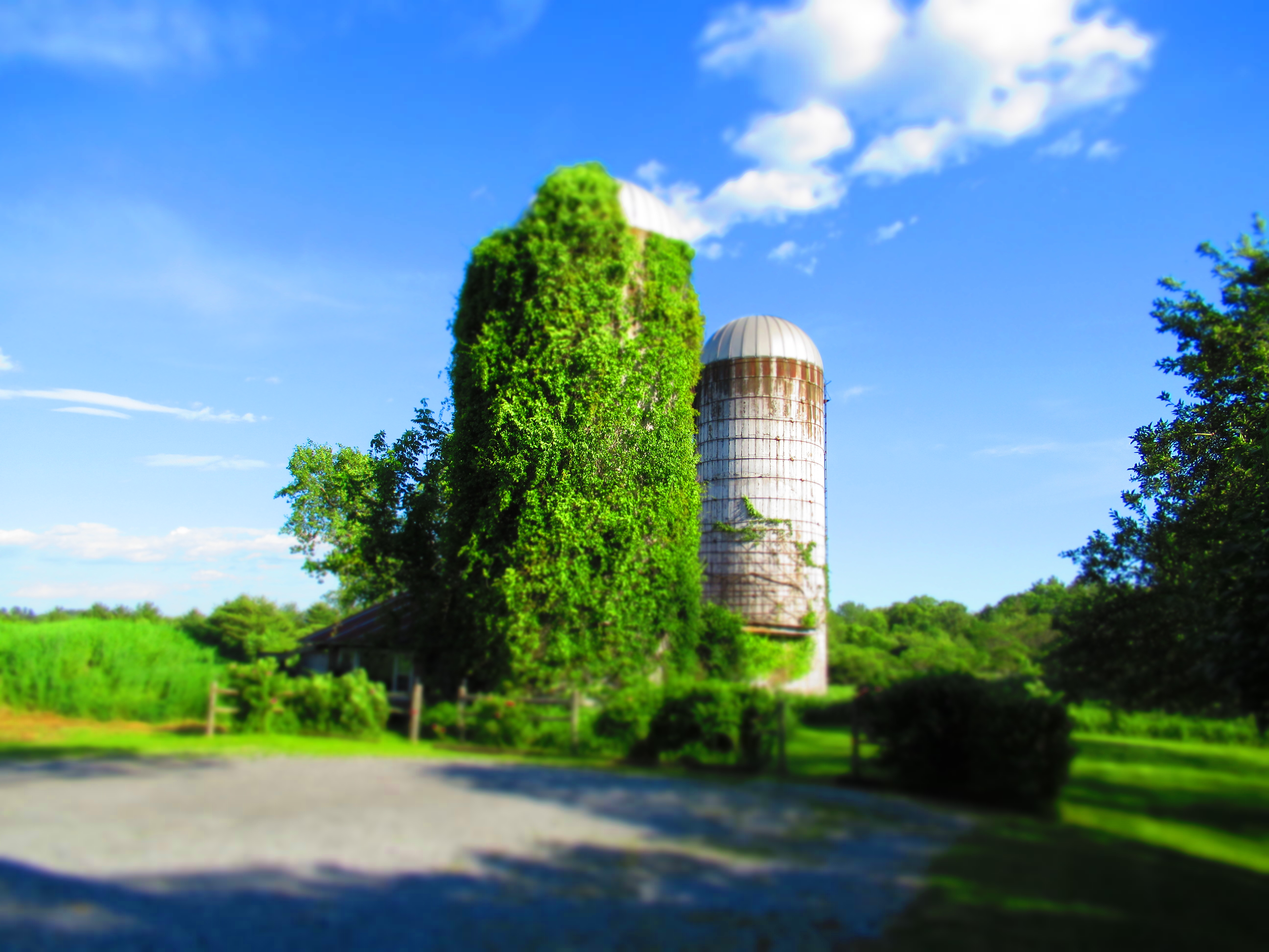 The two silos covered in bright green vines, this image also shows the parking area for guests | Near Lake George | Adirondacks | Saratoga Farmstead B&B