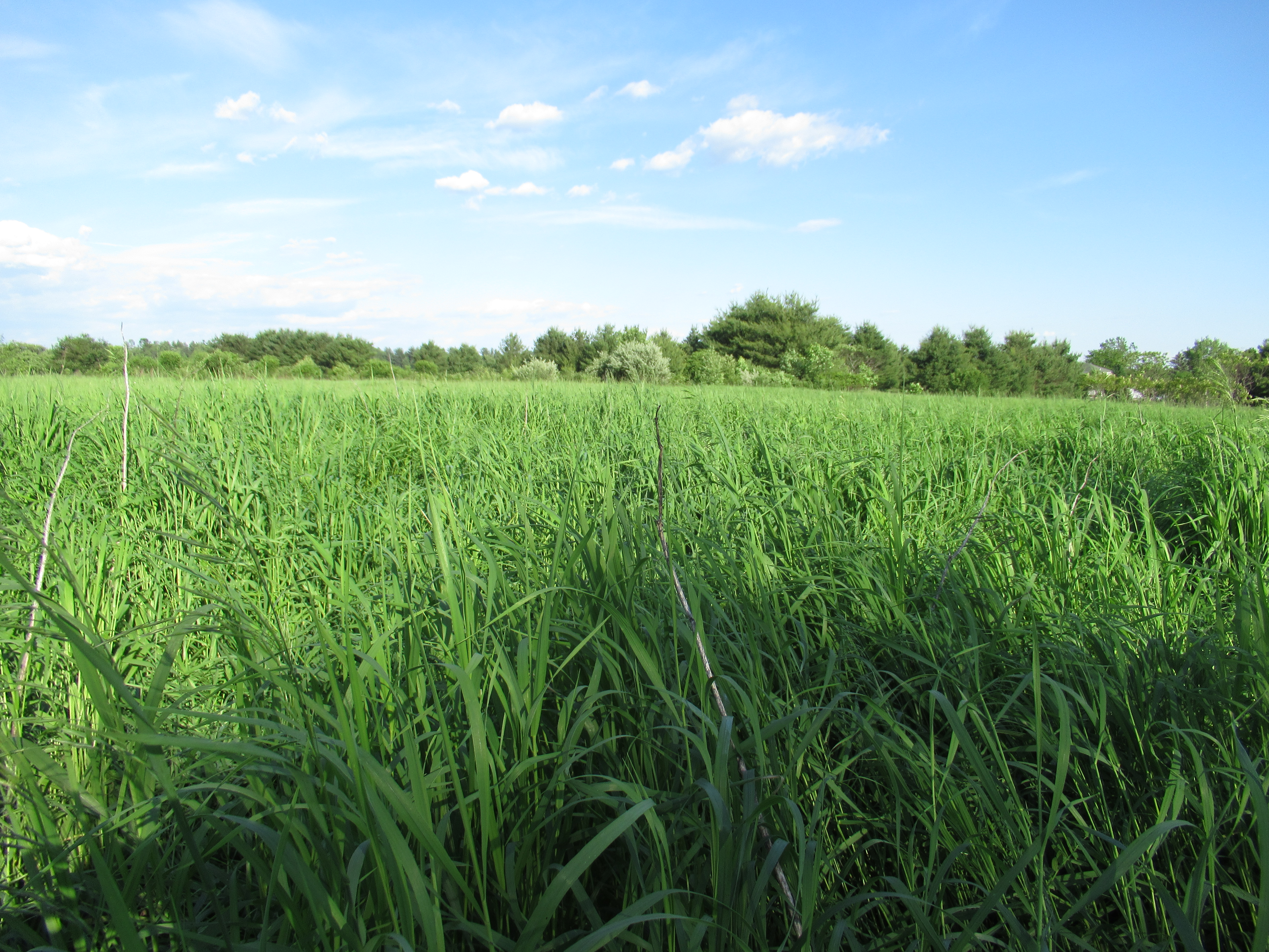 Green grass under sunlight | Near Lake George | Adirondacks | Saratoga Farmstead B&B