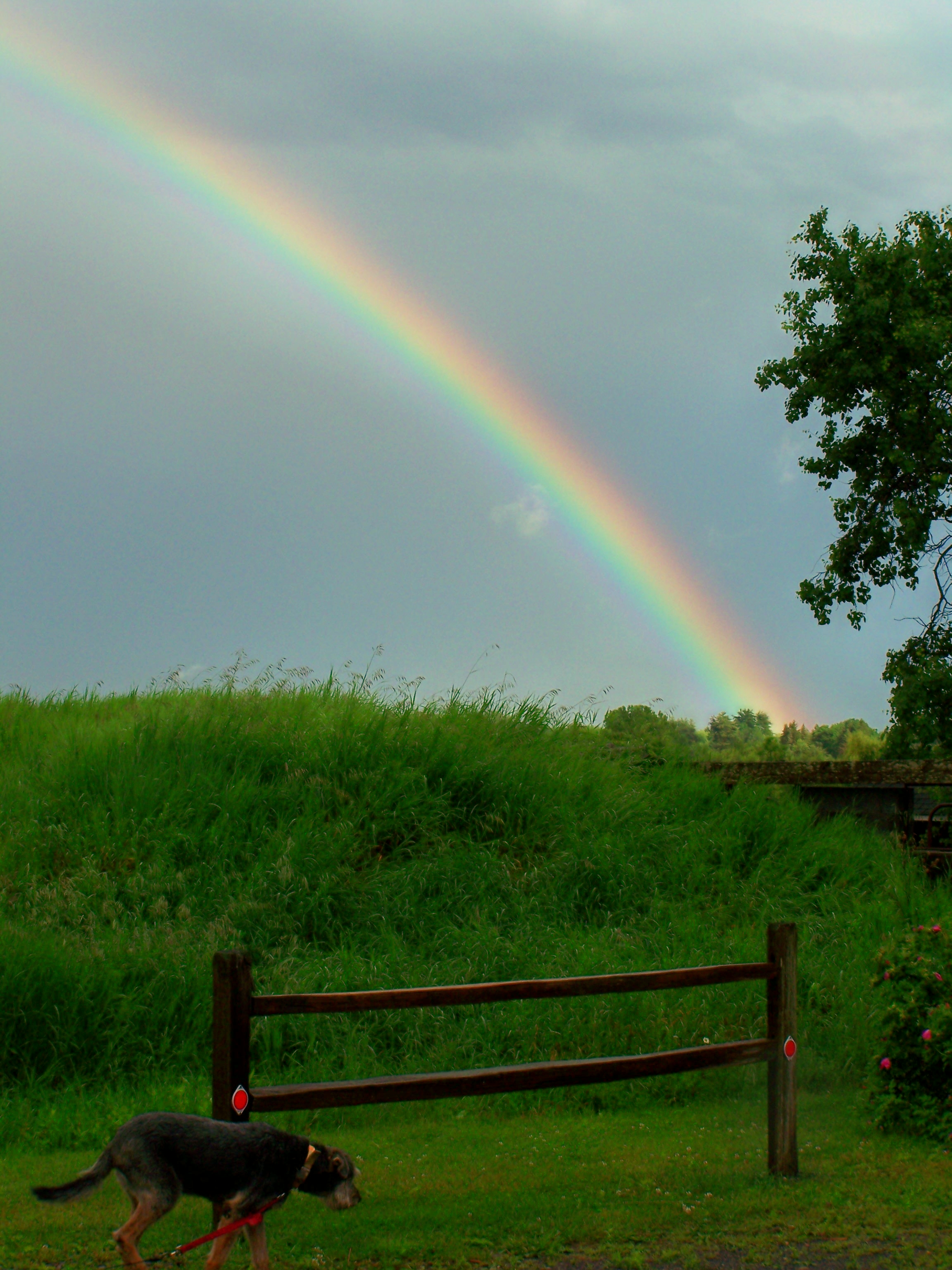 Mickey and the rainbow | Near Lake George | Adirondacks | Saratoga Farmstead B&B