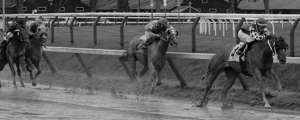 Race horse | Saratoga Farmstead B&B, Saratoga Spring, NY