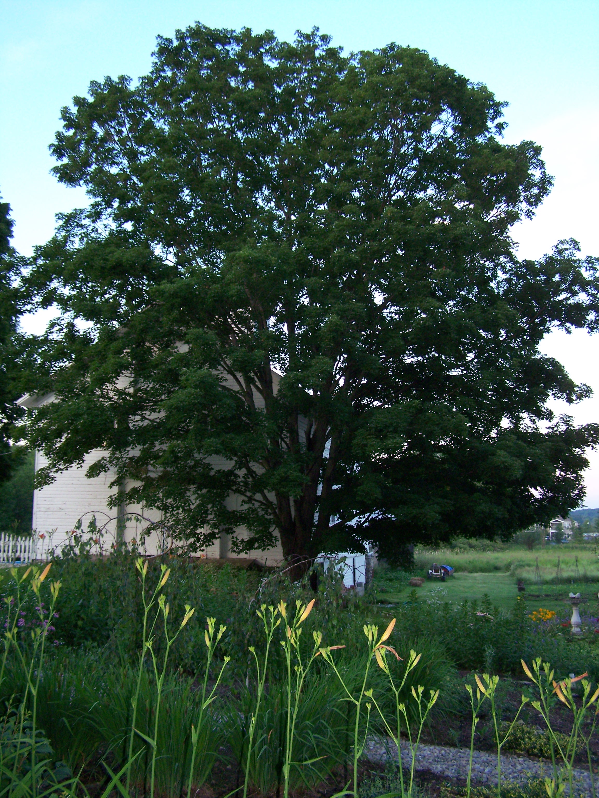 Tree | Near Lake George | Adirondacks | Saratoga Farmstead B&B