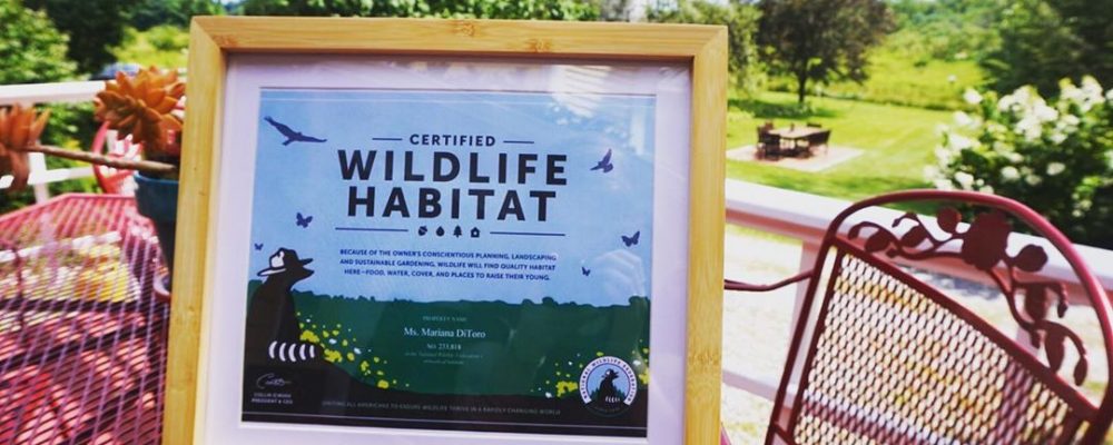 Wildlife Habitat | Located in Upstate New York | Saratoga Farmstead B&B
