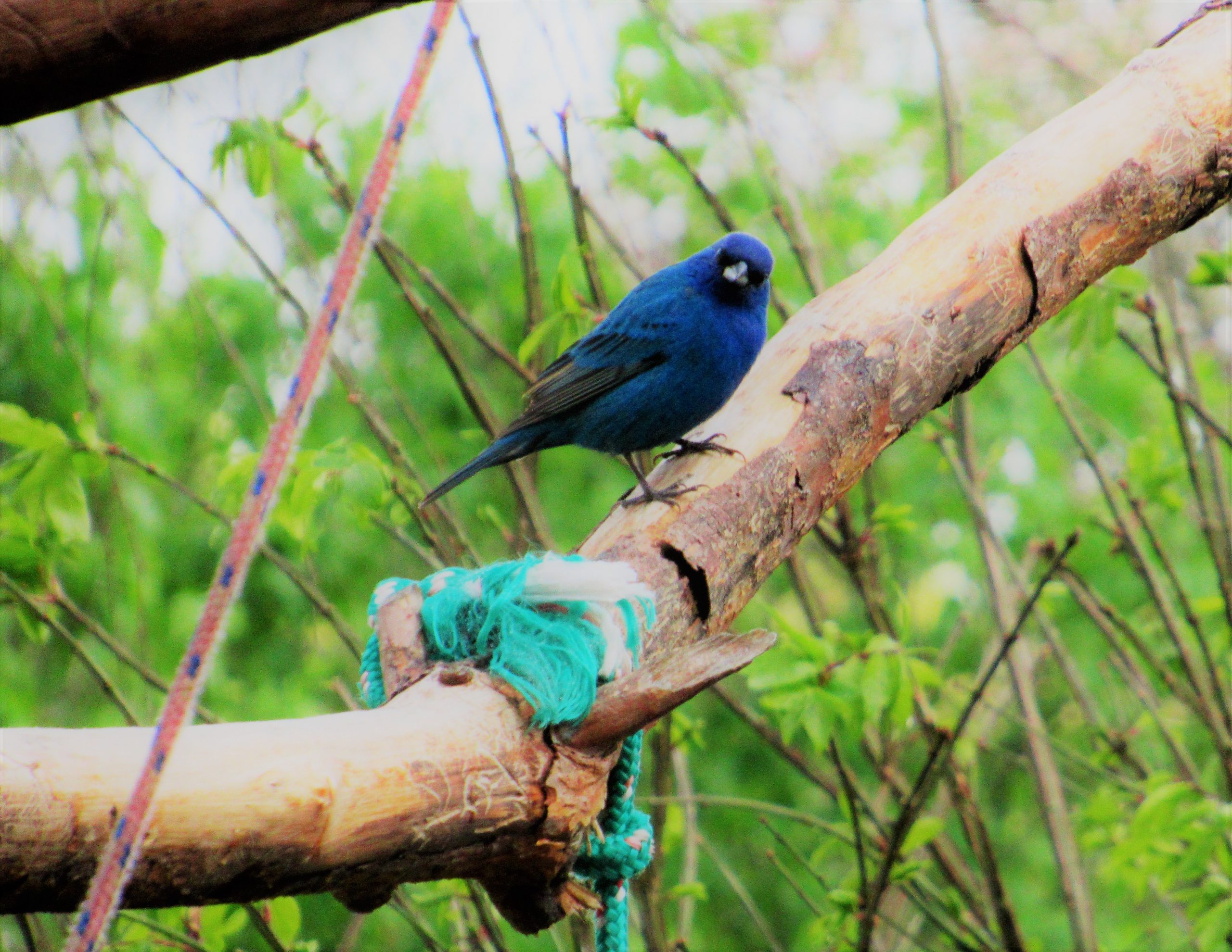 Blue Bird | Located in Upstate New York | Saratoga Farmstead B&B