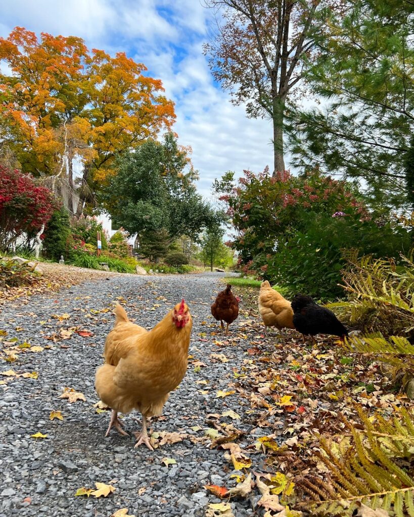 chickens in fall